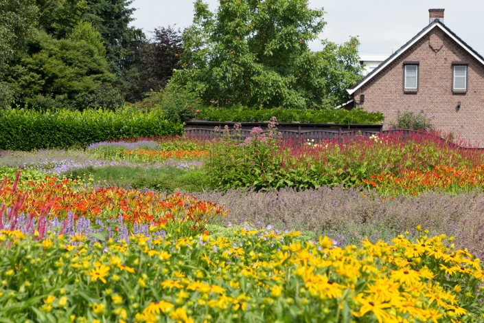 ZOMERBLOEIENDE PLANTEN