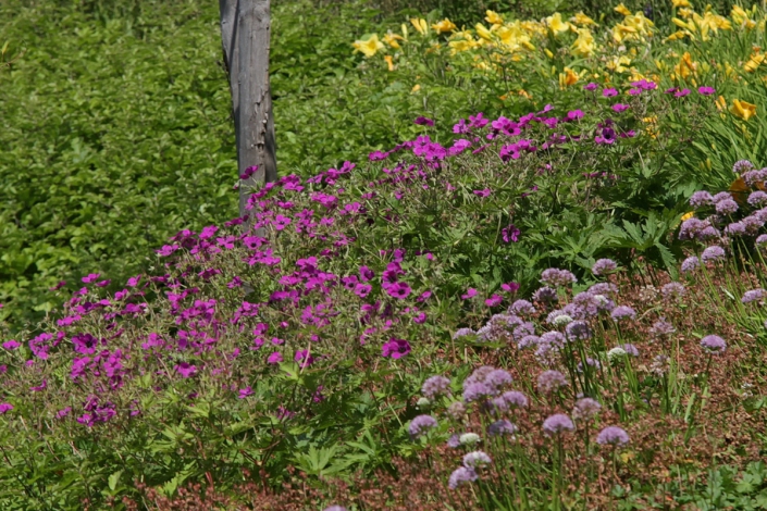 BODEMBEDEKKENDE PLANTEN