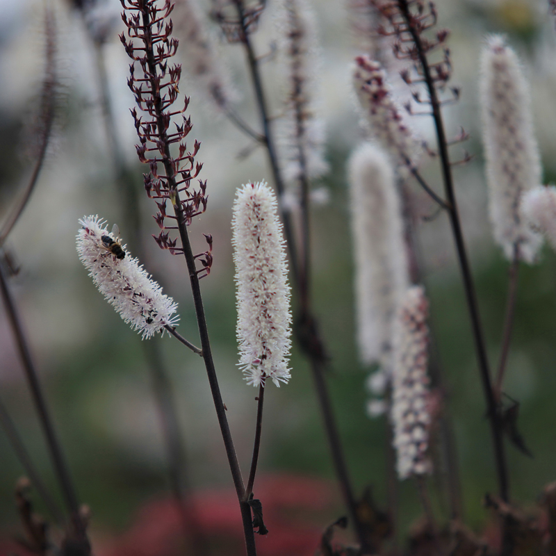 Actaea Hello Garden