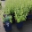 Calamintha nep.ssp. Nepeta