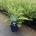 Dryopteris affinis