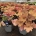 Heuchera ‘Caramel’