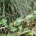 Persicaria ampl. 'White Eastfield'