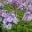 Phlox (P) 'Sweet Summer Ocean'