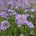 Scabiosa col. 'Butterfly Blue'