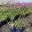Verbena bonariensis 'Lollipop'