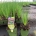 Allium schoenoprasum