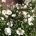 Anemone hybr. ‘Hon. Jobert’