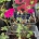 Geranium cin. Jolly Jewel Raspberry