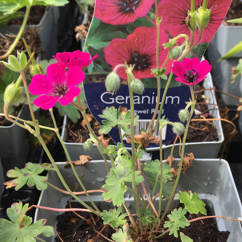 Geranium cin. Jolly Jewel Raspberry – Hello Garden