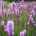 Liatris spicata