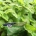 Melissa officinalis