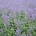 Nepeta faassenii 'Walker's Low'