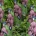 Origanum vulgare