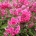Phlox (P) 'Starfire'