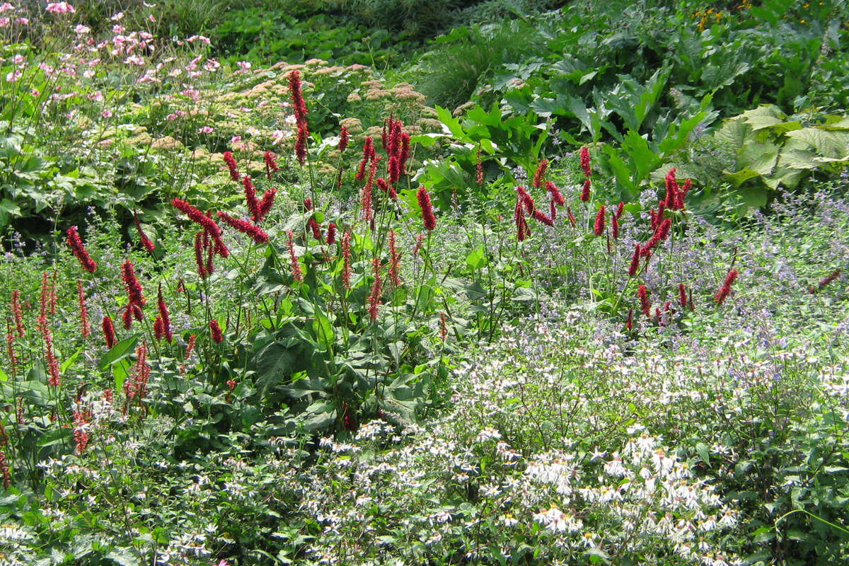 bus Bloody Oefening Schaduwplanten – Hello Garden