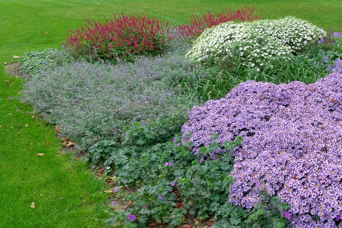 Belangrijk nieuws Beheer koel Bodembedekkers – Hello Garden