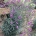 Erysimum 'Bowles Mauve'