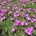 Geranium sang. 'Max Frei'