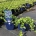 Vinca minor 'Illumination'
