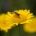 Anthemis tinctoria