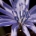 Cichorium intybus