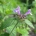 Clinopodium vulgare