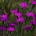 Dianthus deltoides