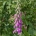 Digitalis purpurea
