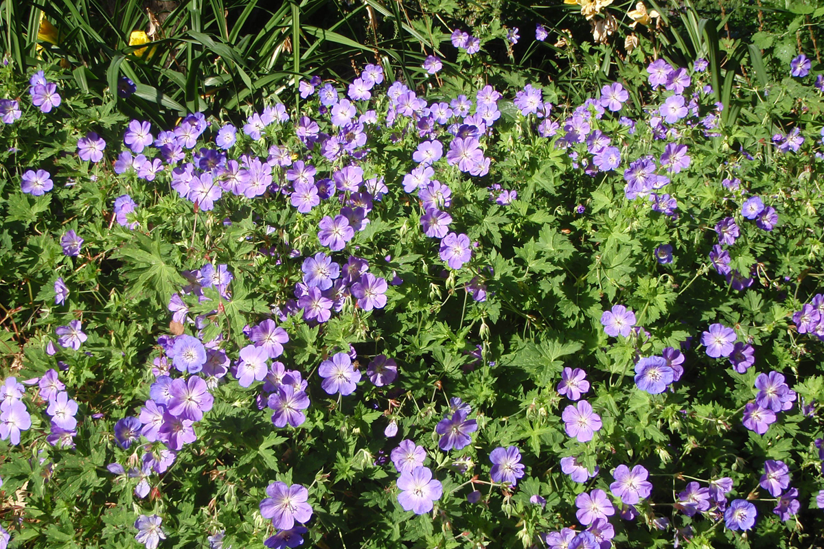 Geranium 'Rozanne'