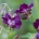 Geranium phaeum