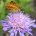 Knautia arvensis