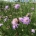 Scabiosa columbaria