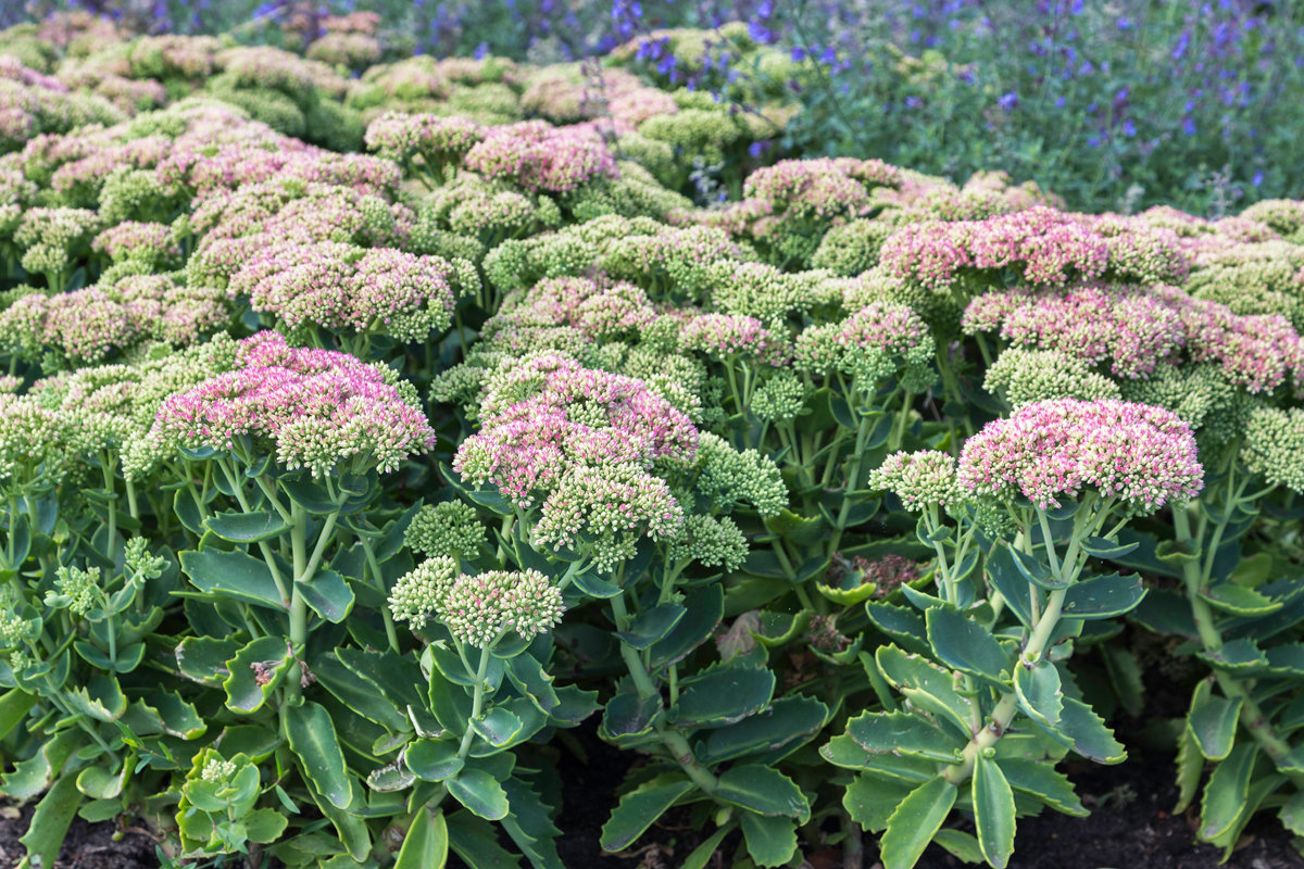 Sedum