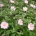 Anemone hybr. 'Kön. Charlotte'