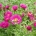 Aster (D) 'Jenny'