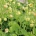 Geum chiloense 'Lady Stratheden'