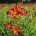 Hemerocallis 'Sammy Russell'