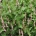 Persicaria ampl. 'Rosea'